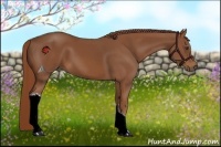 Horse Color:Chestnut 