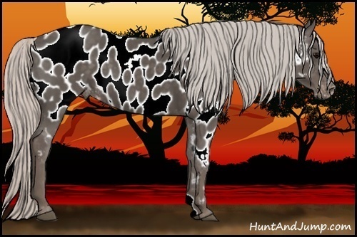 Horse Color:Silver Black Appaloosa