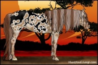 Horse Color:Red Dun Appaloosa