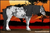 Horse Color:Black Ice 