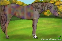 Horse Color:Nacre Liver Chestnut Sabino 