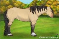 Horse Color:Bay Dun Sabino