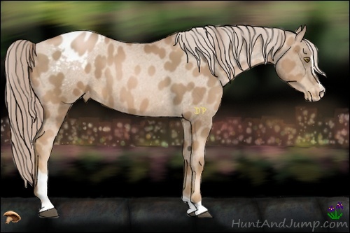 Horse Color:Liver Chestnut Pearl Sabino Varnish