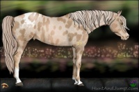Horse Color:Liver Chestnut Pearl Sabino Appaloosa