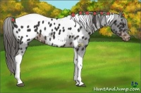 Horse Color:Liver Chestnut Tobiano Appaloosa 
