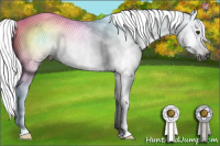 Horse Color:Gray Chestnut Splash Frame 