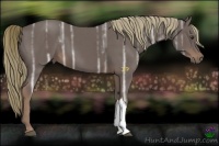 Horse Color:Liver Chestnut Ice 