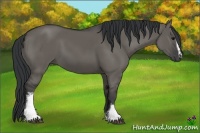 Horse Color:White Spotted Grullo