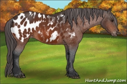 Horse Color:Bay Appaloosa