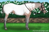 Horse Color:Brown Appaloosa 