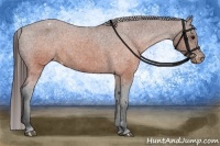 Horse Color:Brown Appaloosa 