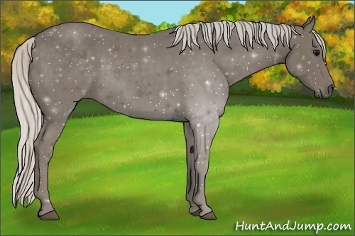 Horse Color:Silver Smoky Black 