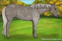 Horse Color:Silver Smoky Black 