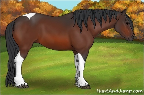 Horse Color:Bay Tobiano 