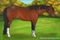 Horse Color:Brown 