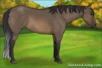 Horse Color:Brown Dun 