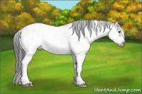 Horse Color:Bay Sabino Frame