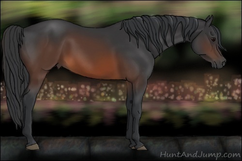 Horse Color:Brown 