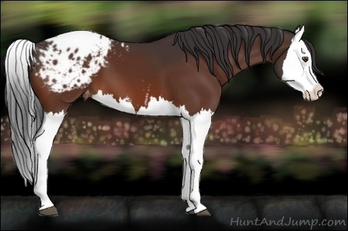 Horse Color:Bay Splash Appaloosa 