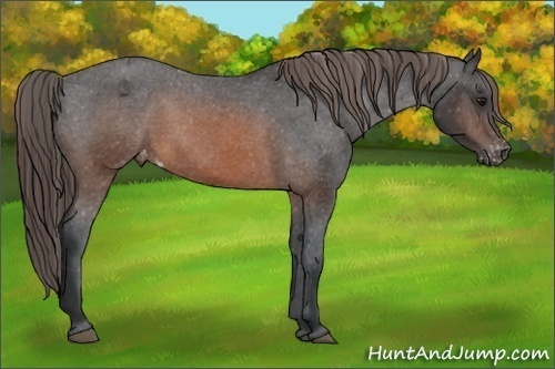 Horse Color:Brown Sabino Appaloosa Rabicano 
