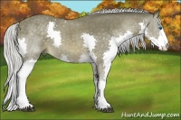 Horse Color:Silver Buckskin Splash 