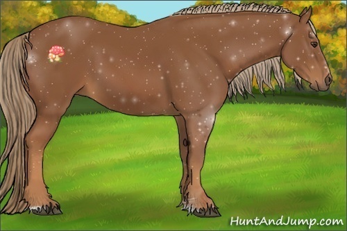 Horse Color:Chestnut Sabino 