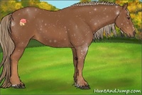 Horse Color:Chestnut Sabino
