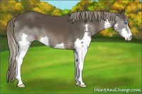 Horse Color:Liver Chestnut Splash 