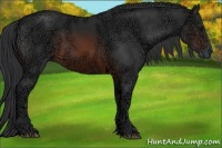 Horse Color:Brown Ice Rabicano 