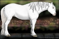 Horse Color:Chocolate Palomino Snowflake Varnish 