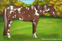 Horse Color:White Spotted Chestnut 
