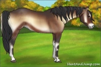 Horse Color:Bay Onyx Rabicano