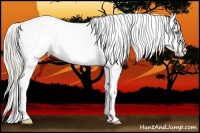 Horse Color:Silver Classic Champagne Ice Dun Tobiano Appaloosa Rabicano 