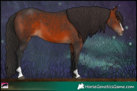 Horse Color:Brown Sabino 