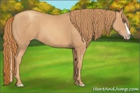 Horse Color:Gold Champagne Splash