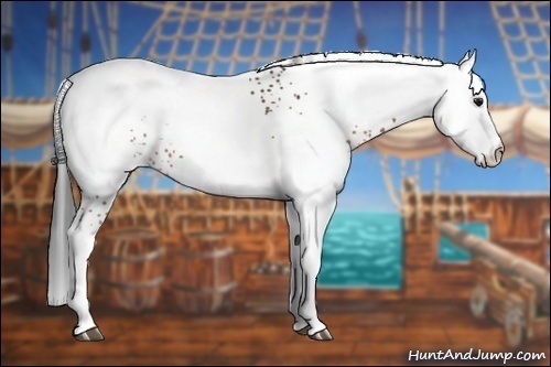 Horse Color:White Spotted Bay 