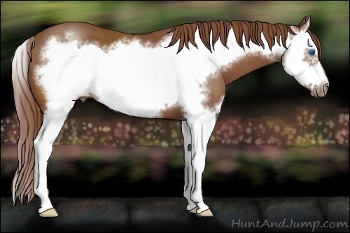Horse Color:Chestnut Splash Frame 