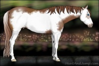Horse Color:Chestnut Splash Frame