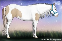 Horse Color:Grullo Pearl Splash Tobiano