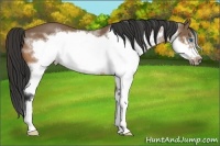 Horse Color:Bay Splash Frame