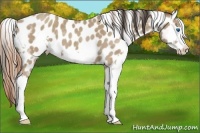 Horse Color:Classic Champagne Splash Frame Appaloosa 
