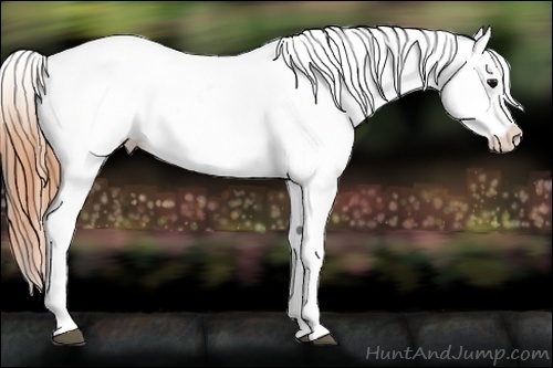 Horse Color:Bay Splash Appaloosa 