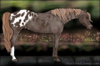 Horse Color:Liver Chestnut Appaloosa 