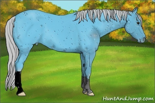 Horse Color:ERROR: UNKNOWN ANOMALY