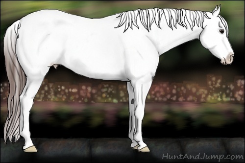 Horse Color:Bay Dun Splash Tobiano Varnish 