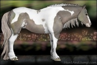 Horse Color:Silver Black Sabino Tobiano 