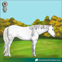 Horse Color:Silver Black Tobiano Appaloosa