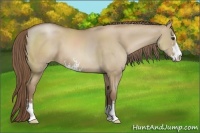 Horse Color:Grullo Pearl Sabino