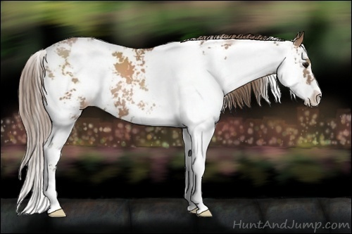 Horse Color:Black Pearl Sabino