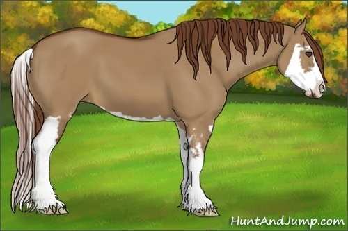 Horse Color:Red Dun Splash Frame